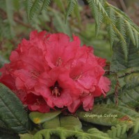 Rhododendron arboreum subsp. zeylanicum (Booth) Tagg